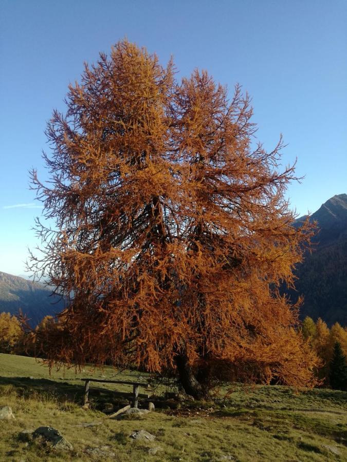 Angeli Dolomiti House Apartment Croviana Luaran gambar